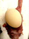 Guam rail necropsy:  Female:  Shelled egg removed from uterus