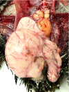 Guam rail necropsy:  Female reproductive tract in-situ - egg in uterus